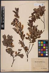 Foto von Salix aurita L. x Salix myrtilloides L.